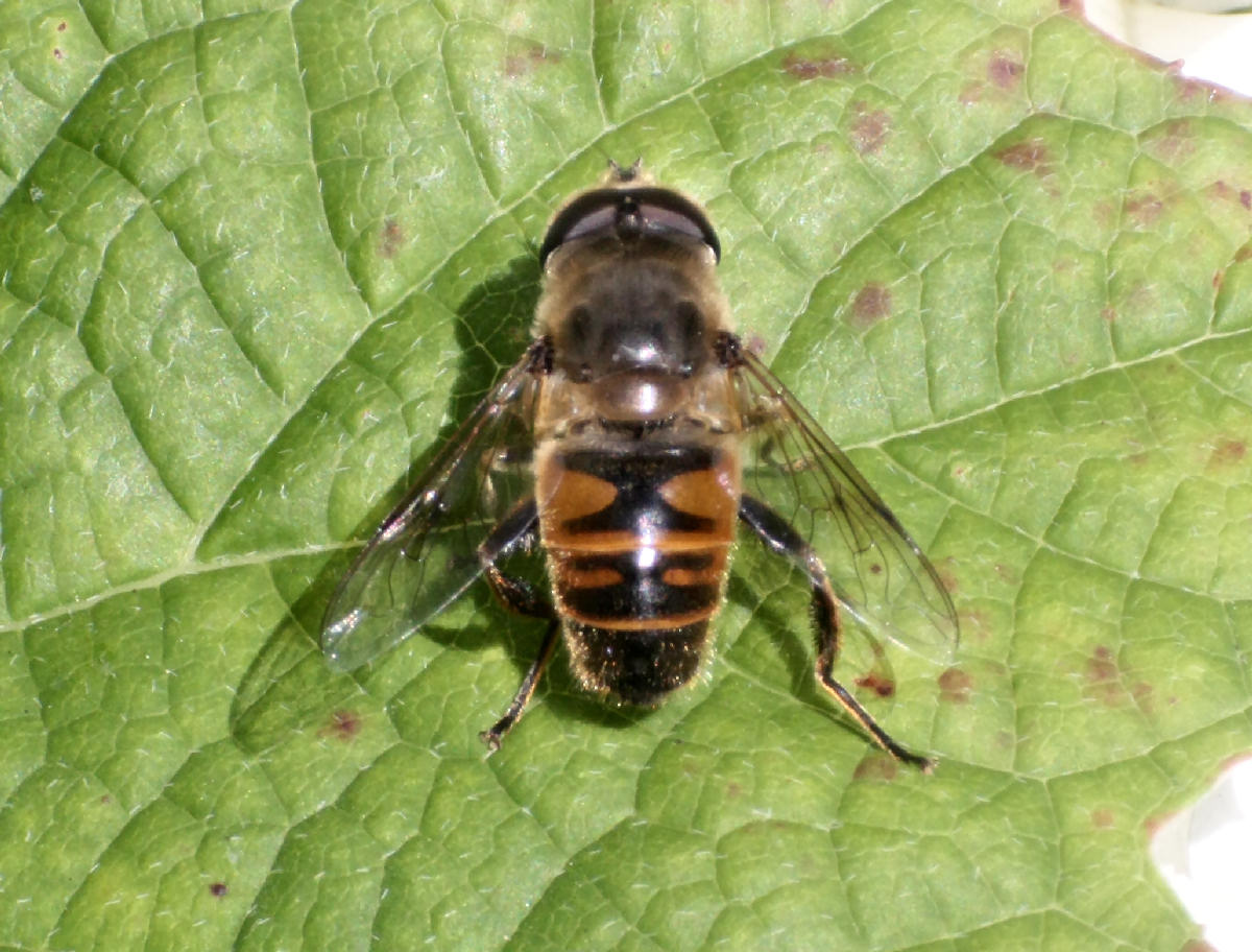 Eristalis pertinax ??